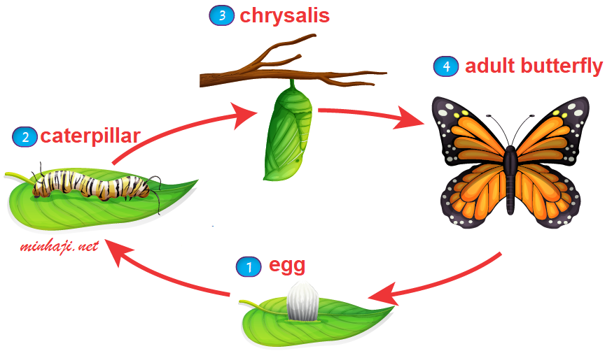 life cycle of a butterfly life cycle of a butterfly